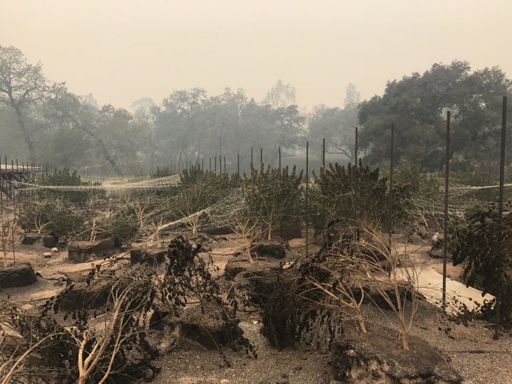 Pearson's 400-acre cannabis farm in Sonoma Valley sustained heavy damage.