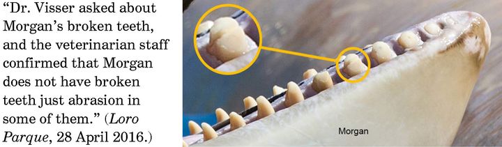 Orca Morgan broken teeth, Spain. (I. N. Visser, Orca Research Trust)