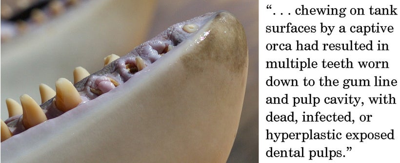 Damaged orca teeth, showing chips, cracks, bore holes and wear, Spain. (I. N. Visser, Orca Research Trust)