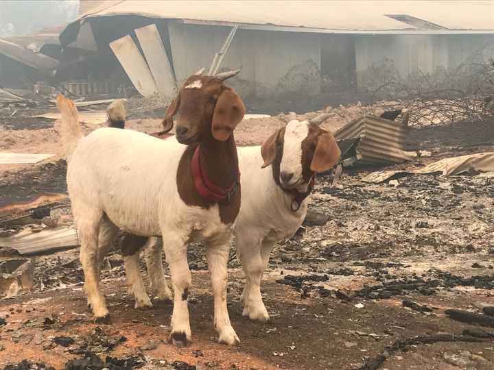 Goats survey the remnants of Pearson's farm after the fire.