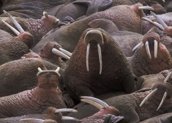 Pacific walrus, Togiak National Wildlife Refuge, Alaska