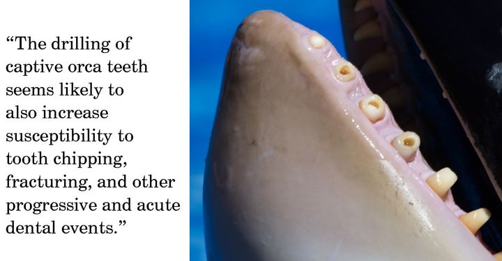 Damaged orca teeth, worn to the gum, missing, chipped & fractured, Spain. (I. N. Visser, Orca Research Trust)