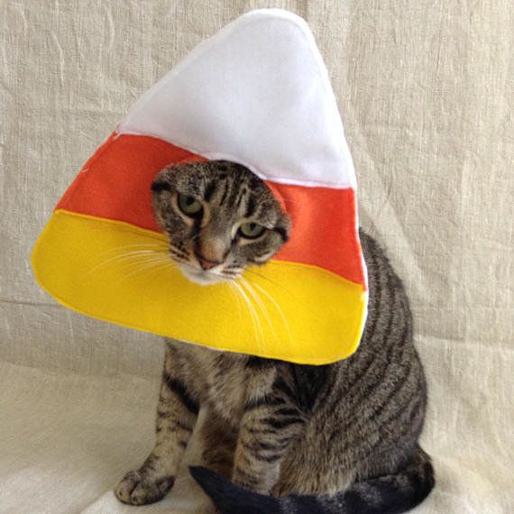 25 cat Halloween costumes