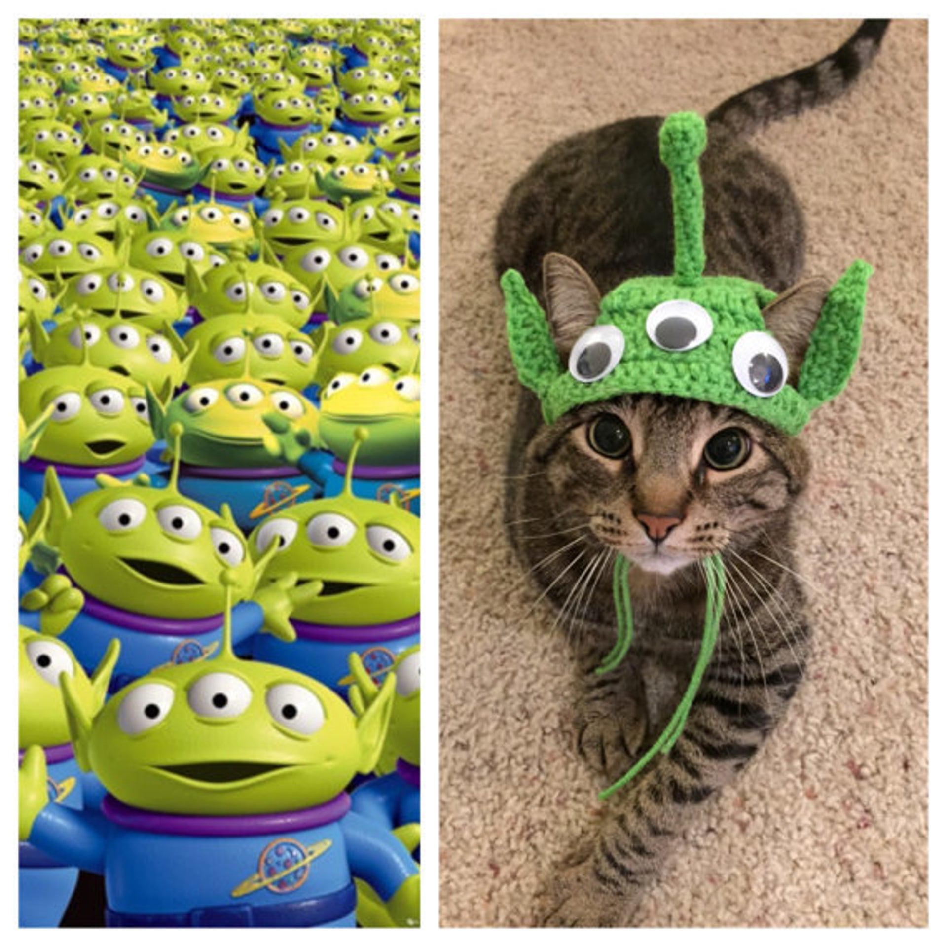 These 25 Cat Halloween Costumes Are Pure Instagram Gold | HuffPost Life