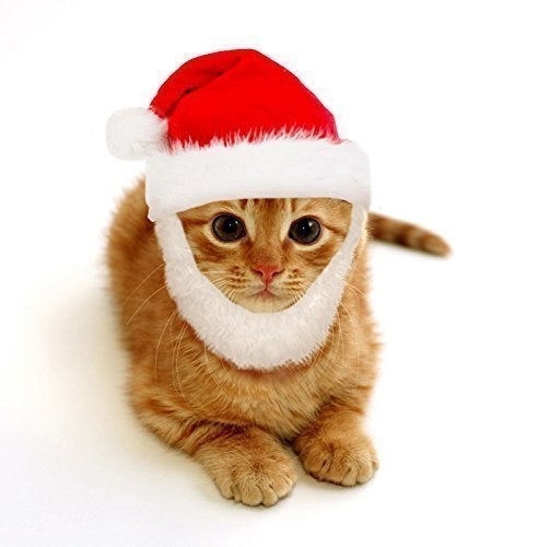 Cat In The Hat With A Bat Instagram Cat In The Hat With A Bat Instagram