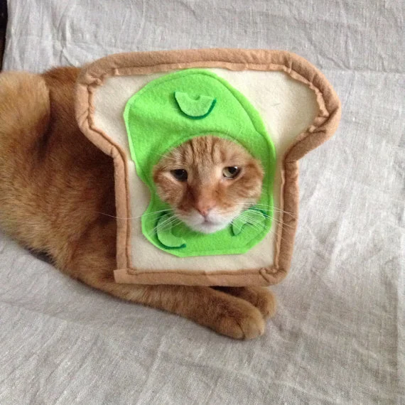 cat in halloween costume