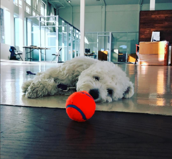 AnnieCannons’ furry office friend, Coach Eric Taylor. “We often use him to activate pictures of our classroom since we don