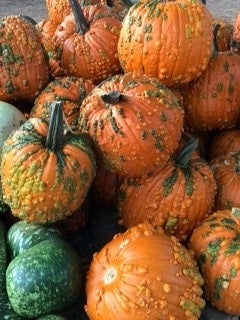 <p>Ward’s Berry Farm, Sharon, Mass.</p>