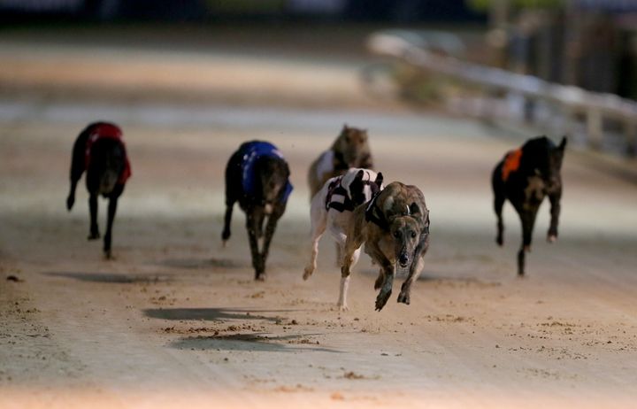 Ian Lavery owns greyhounds but did not declare an interest in Parliament, it is claimed