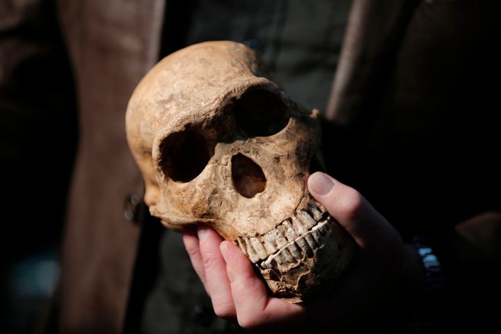 Professor Lee Rogers Berger holds a replica of the skull of 'NEO' a new skeleton fossil findings of the Homo Naledi Hominin species at the cradle of Human Kind in Maropeng near Johannesburg.