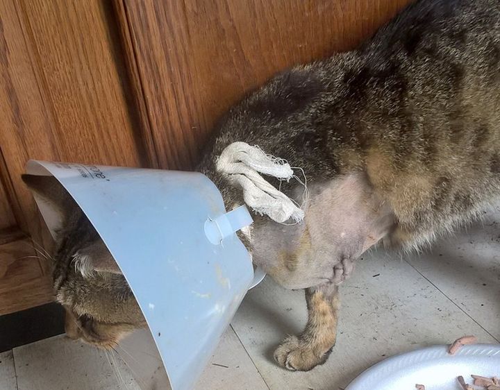 A cat named “Shawn” has had a leg amputation after being shot by an unknown person. Cats and kittens from the LoveCats Rescue were lost after Hurricane Irma had devastated their sanctuary. Now they are returning wounded.