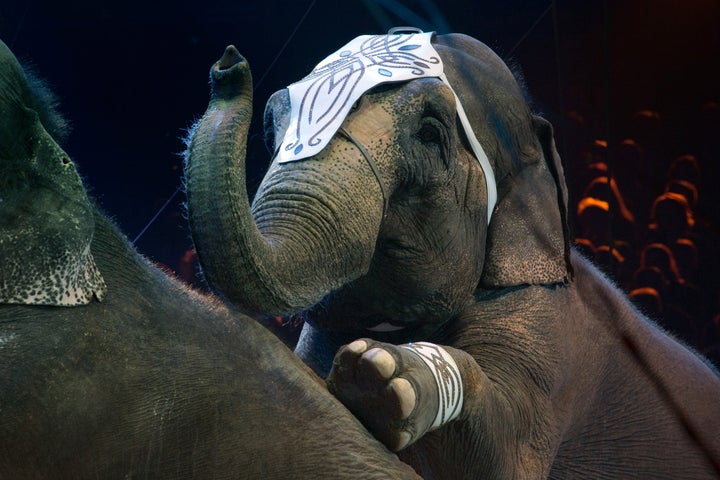 A new law in New York state will ban circuses and parades from using elephants as of 2019.