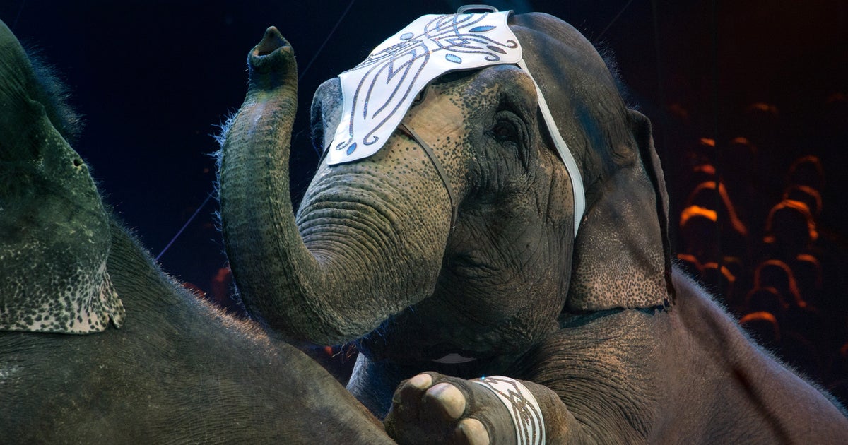 Circuses Banned From Using Elephants In New York State HuffPost Impact