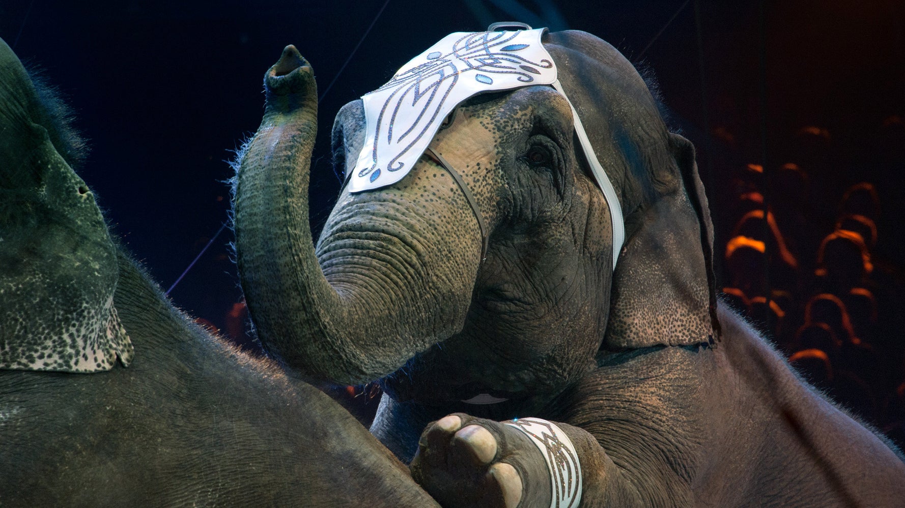 Circuses Banned From Using Elephants In New York State HuffPost Impact