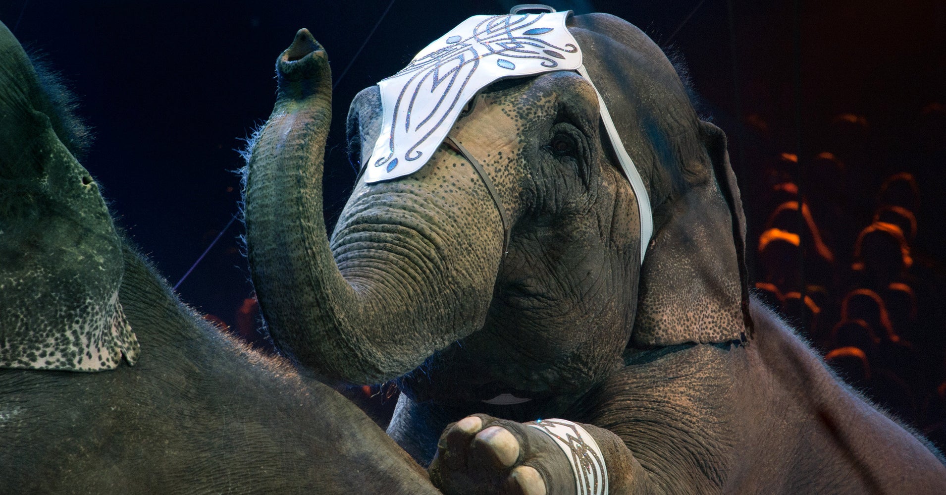 Circuses Banned From Using Elephants In New York State HuffPost