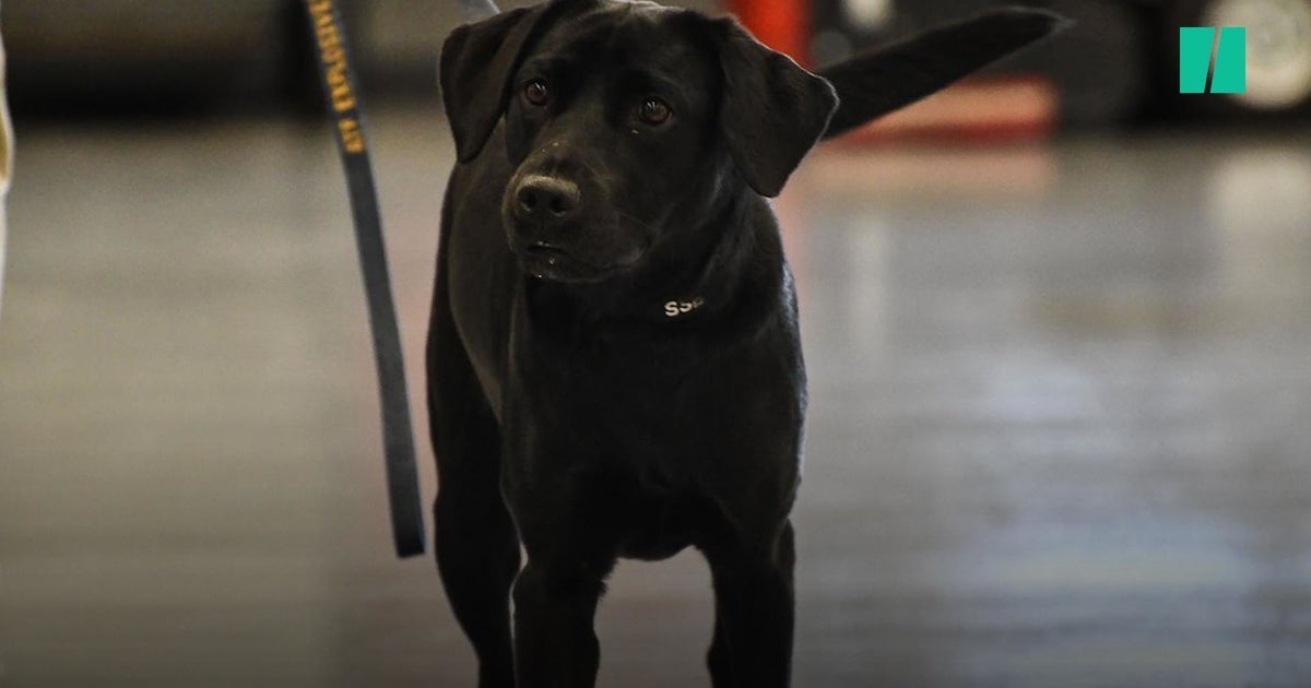The CIA’s Doggie Dropout | HuffPost Videos