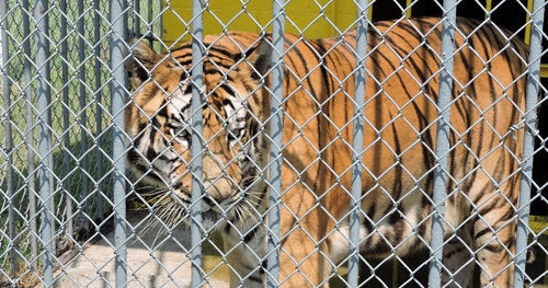 Tony behind the fencing of his truck stop enclosure.