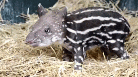 <p><em>No, we’re not really going to send you a baby tapir. They’re endangered, silly! But we did mean the part about loving you forever when you</em> <a href="https://www.helpscout.net/newsletter/join-us/" target="_blank" role="link" rel="nofollow" class=" js-entry-link cet-external-link" data-vars-item-name="subscribe to the Help Scout newsletter." data-vars-item-type="text" data-vars-unit-name="59ea8515e4b034105edd4e9e" data-vars-unit-type="buzz_body" data-vars-target-content-id="https://www.helpscout.net/newsletter/join-us/" data-vars-target-content-type="url" data-vars-type="web_external_link" data-vars-subunit-name="article_body" data-vars-subunit-type="component" data-vars-position-in-subunit="9">subscribe to the Help Scout newsletter.</a></p>
