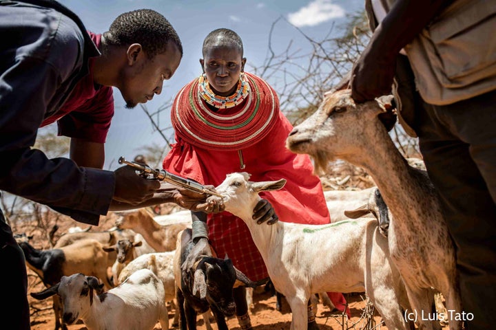 Vaccination of live stock in Samburu County, Kenya.