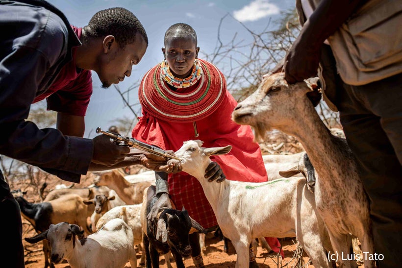 <em>Vaccination of live stock in Samburu County, Kenya.</em>