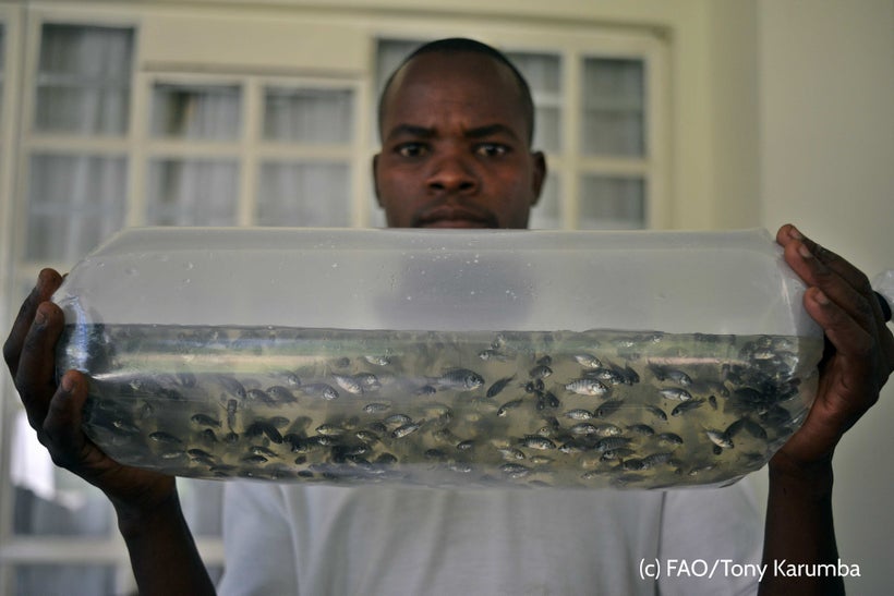 <em>A young man, inspecting and packaging fingerlings for sale – Kakamega County, Kenya. </em>