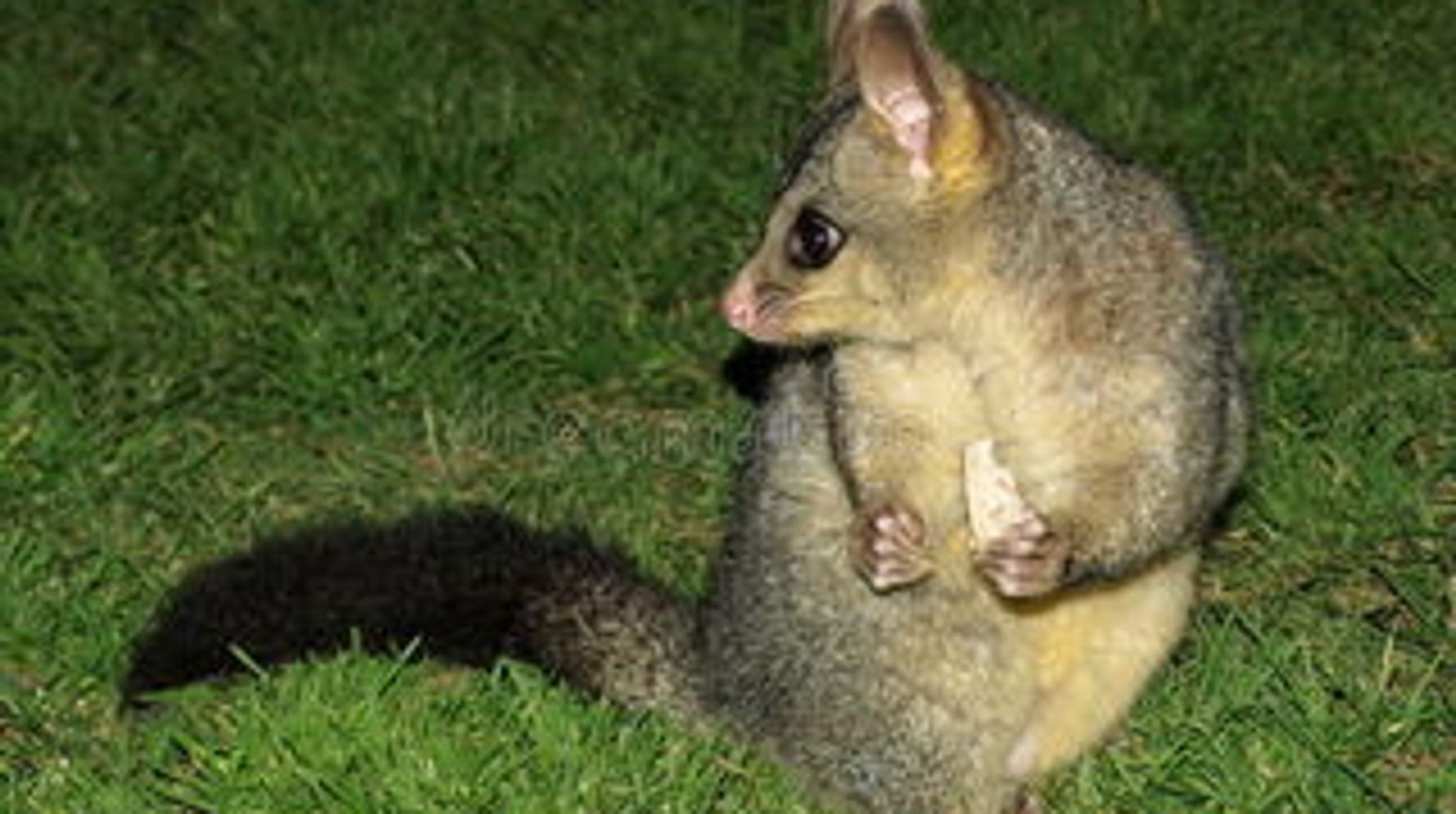 Conservation in New Zealand - dead brushtail possum in a bush pest