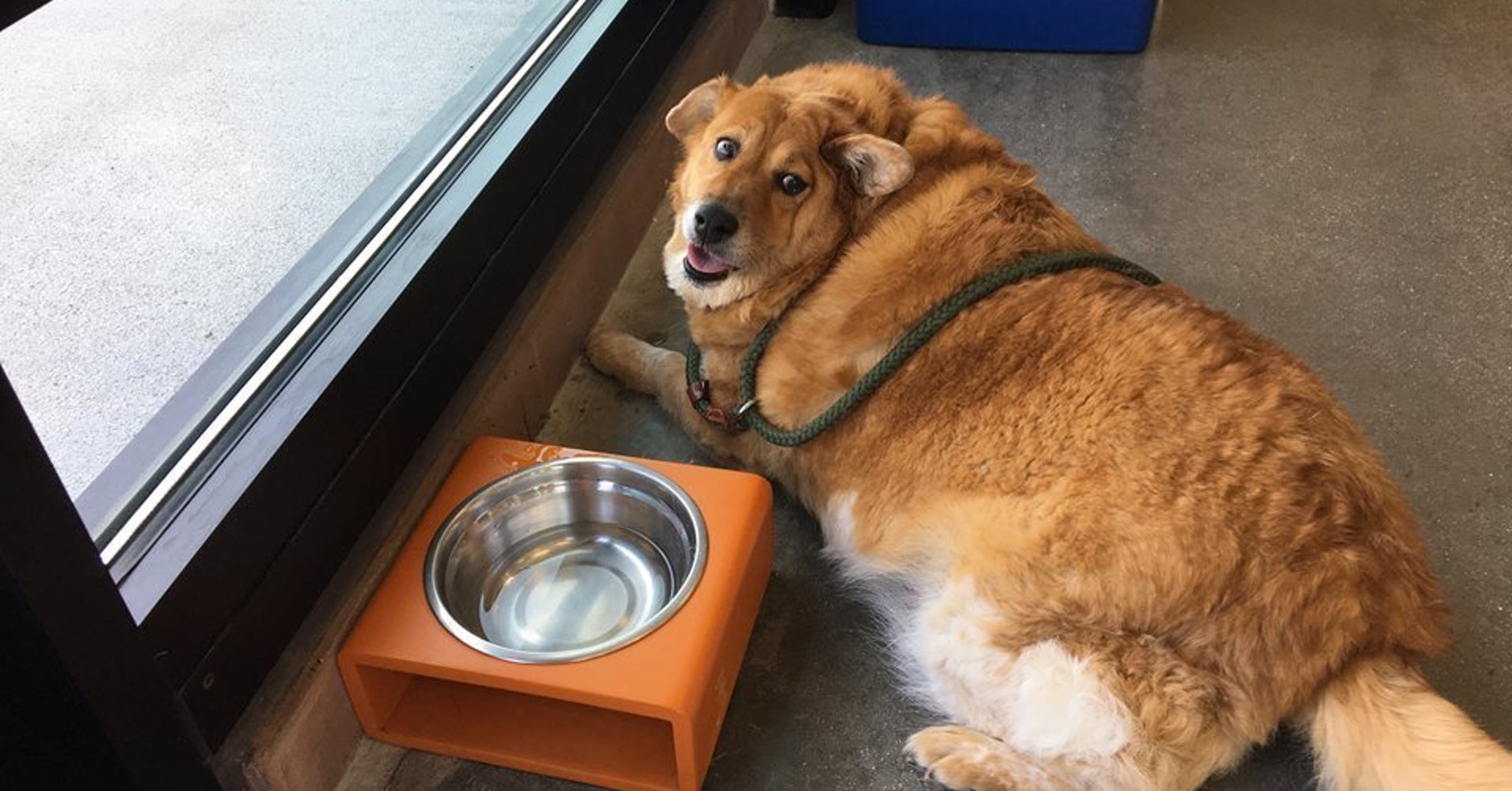 Strudel The Obese Dog's Fitness Journey Is Nothing Short Of Inspiring
