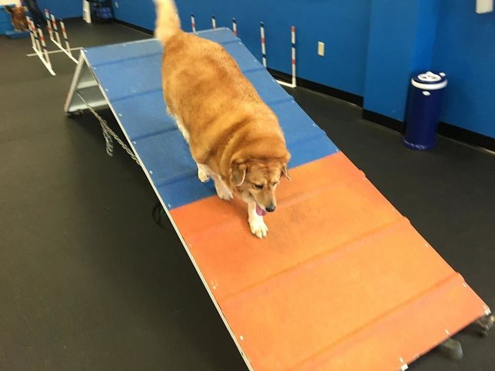 Strudel on her agility course.