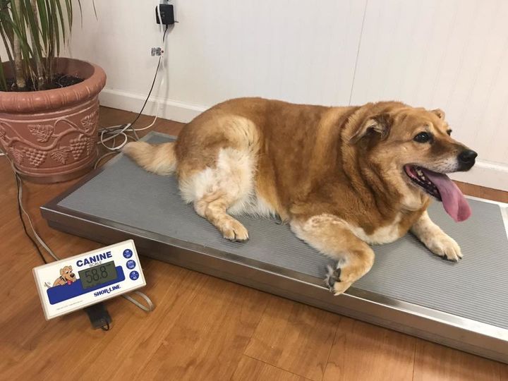 Strudel is happier and healthier after significant weight loss.