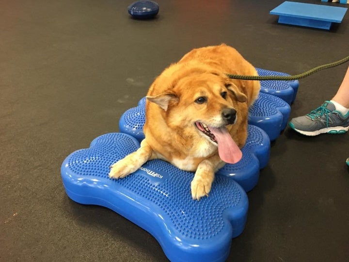 Strudel rests on one of the obstacles in her agility course.