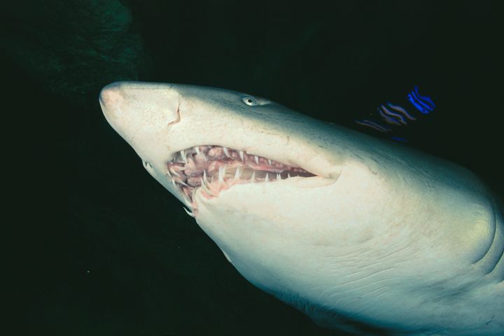 John Craig was followed for 4.7miles by a particularly persistence Tiger Shark (file picture)
