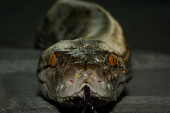 Garter snakes are surprisingly social, forming 'friendships' with