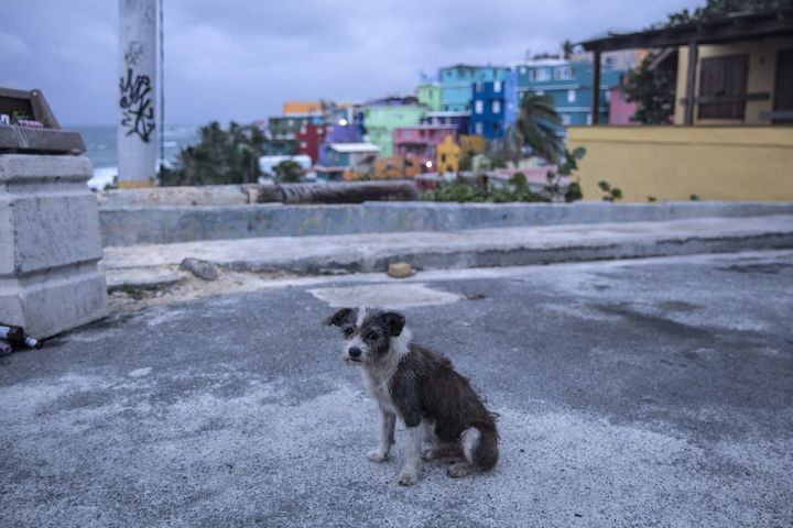 A dog roaming the streets of Old San Juan not long before Hurricane Maria hit the island.