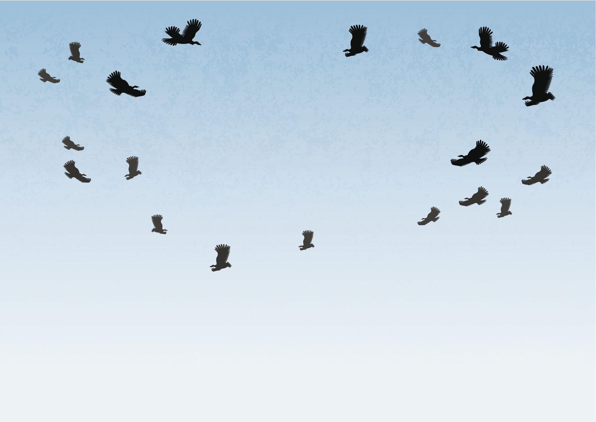flocks of birds flying in circles
