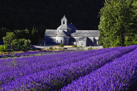 Lavender fields — L’Abbaye de Senanque, Provence, France www.zoonar.com