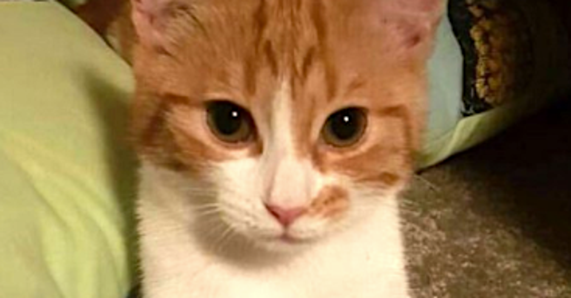 Meet Paddles, The Most Powerful Cat In New Zealand HuffPost