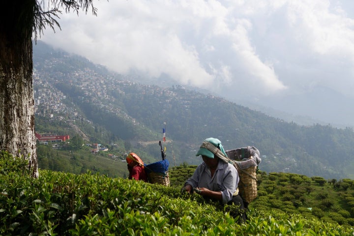 <p><em>Tea pickers in Darjeeling, India. </em></p>