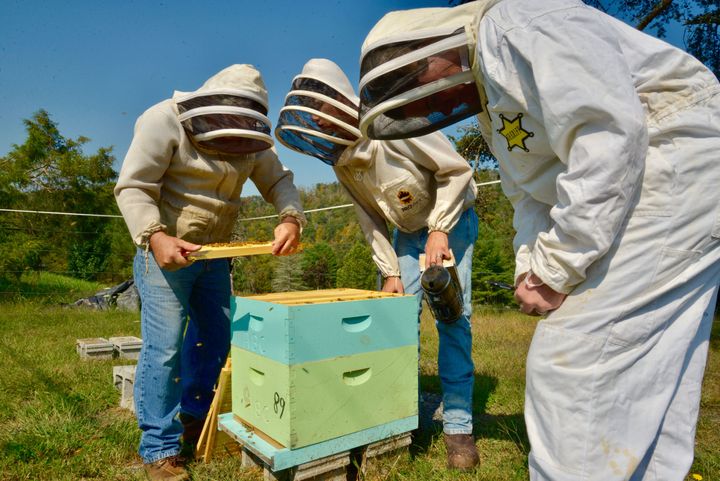 Appalachians learn beekeeping skills. 