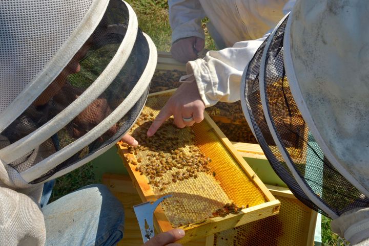 Beekeepers inspect the honeycomb. 
