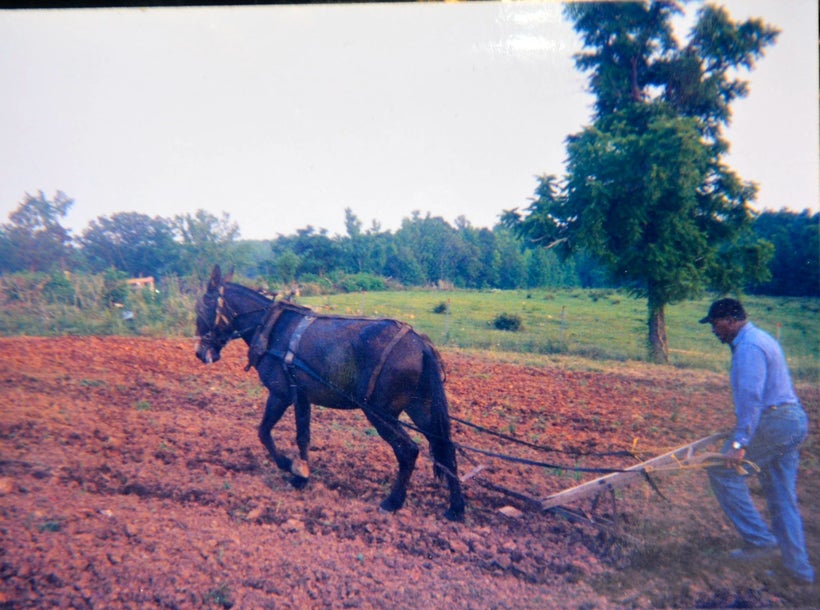 Black Farmer John Boyd Plows His Mule 40 Acres