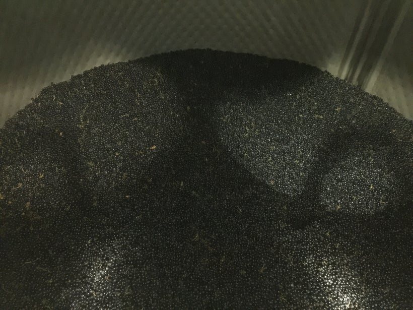 <em>The bounty! Merlot grapes in fermentation tank.</em>