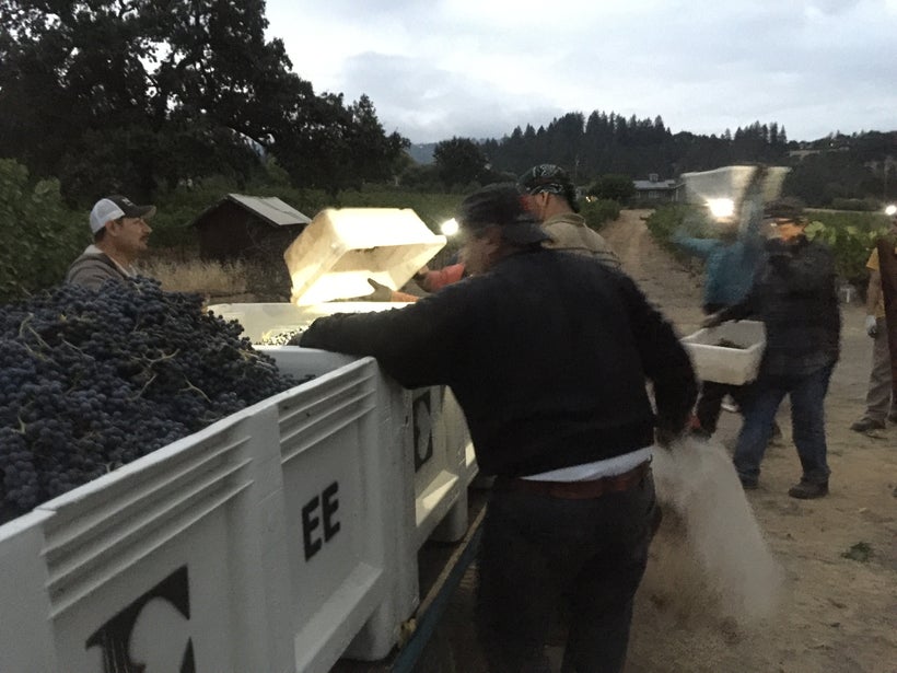 Harvest of Merlot Grapes 2017 Ehlers Estate