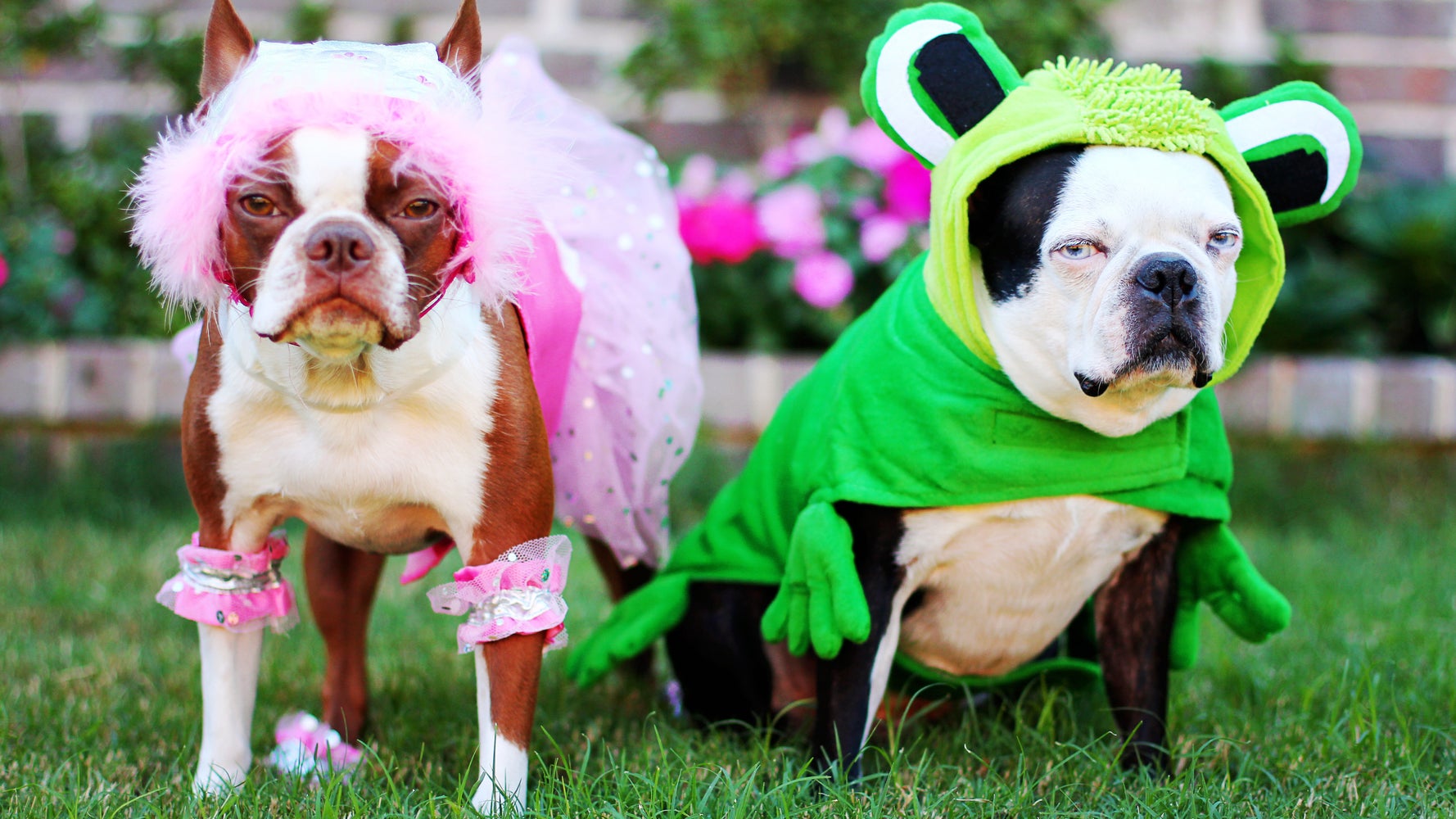 Halloween Costumes For Pets HuffPost Entertainment