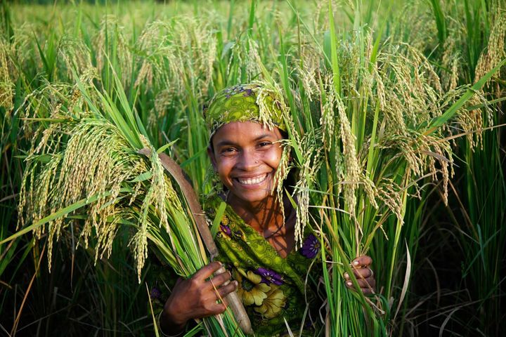 <p>A HarvestPlus farmer in Bangladesh displays her high zinc rice crop.</p>