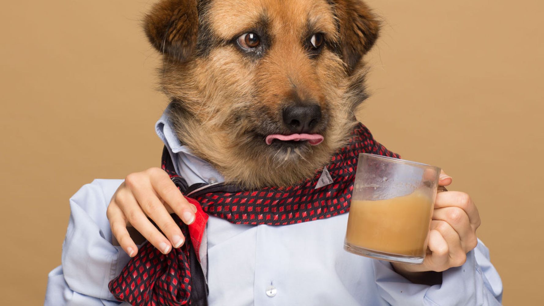 Собаки пьют чай. Собака с кофе. Собака и чай. Пес пьет кофе. Чаепитие с собакой.