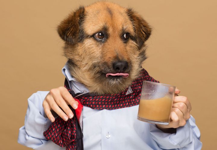 Crete, one of Agota Jakutyte's dogs, poses for an ad for "Rooffee."