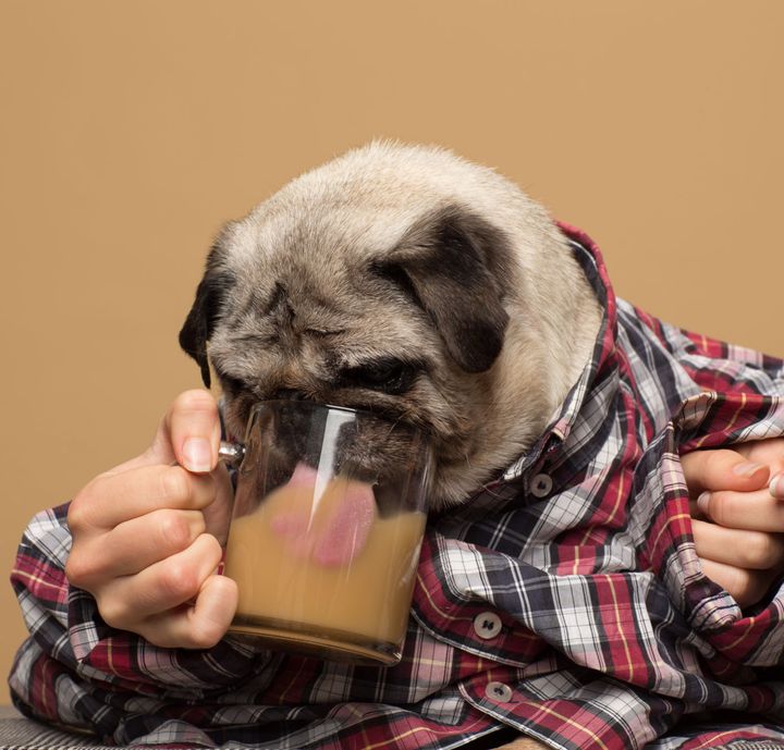 Ferdinando the pug poses for a Rooffee ad.