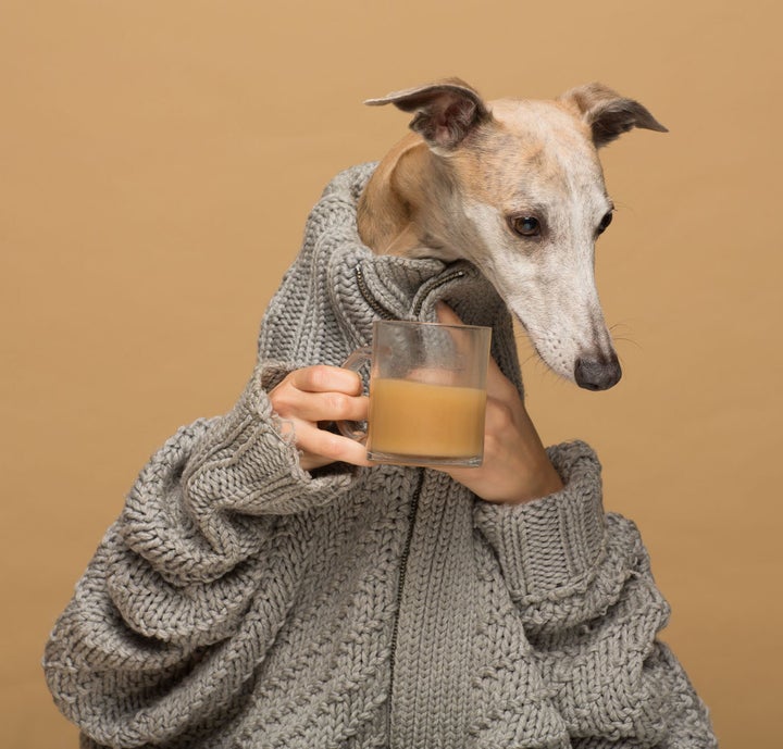 Clemence the dog poses for a Rooffee ad.