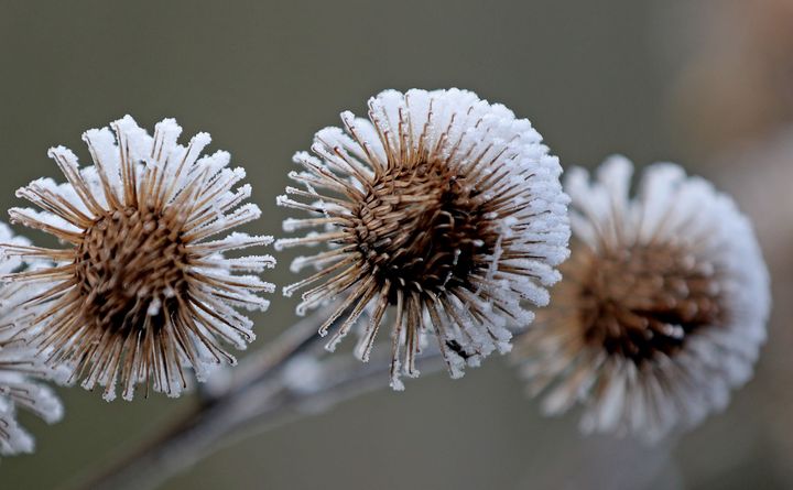 The frost is expected to hit on Sunday night