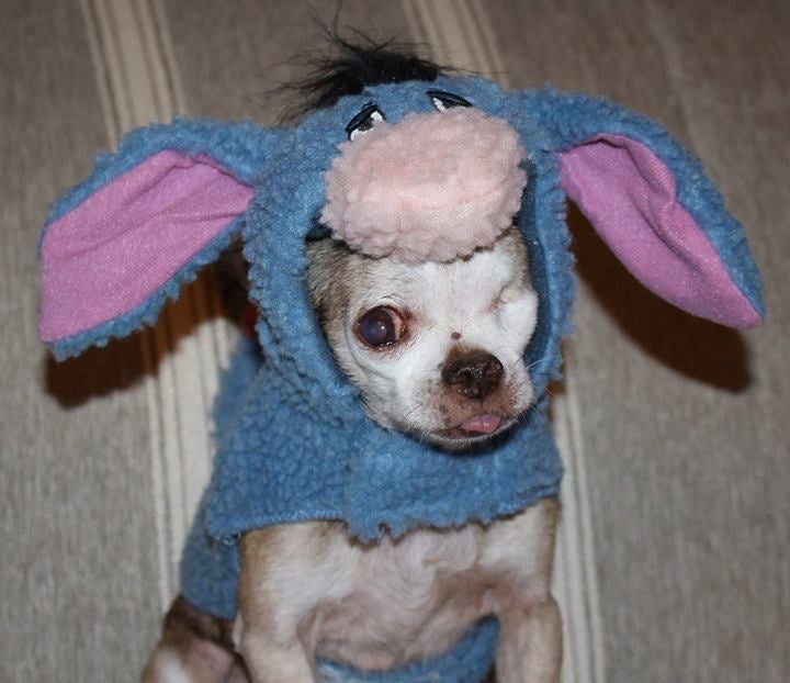 <p> Harley as Eeyore! </p>